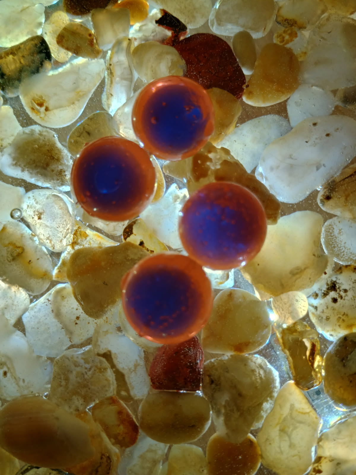 Soft Bead - Coral Eclipse