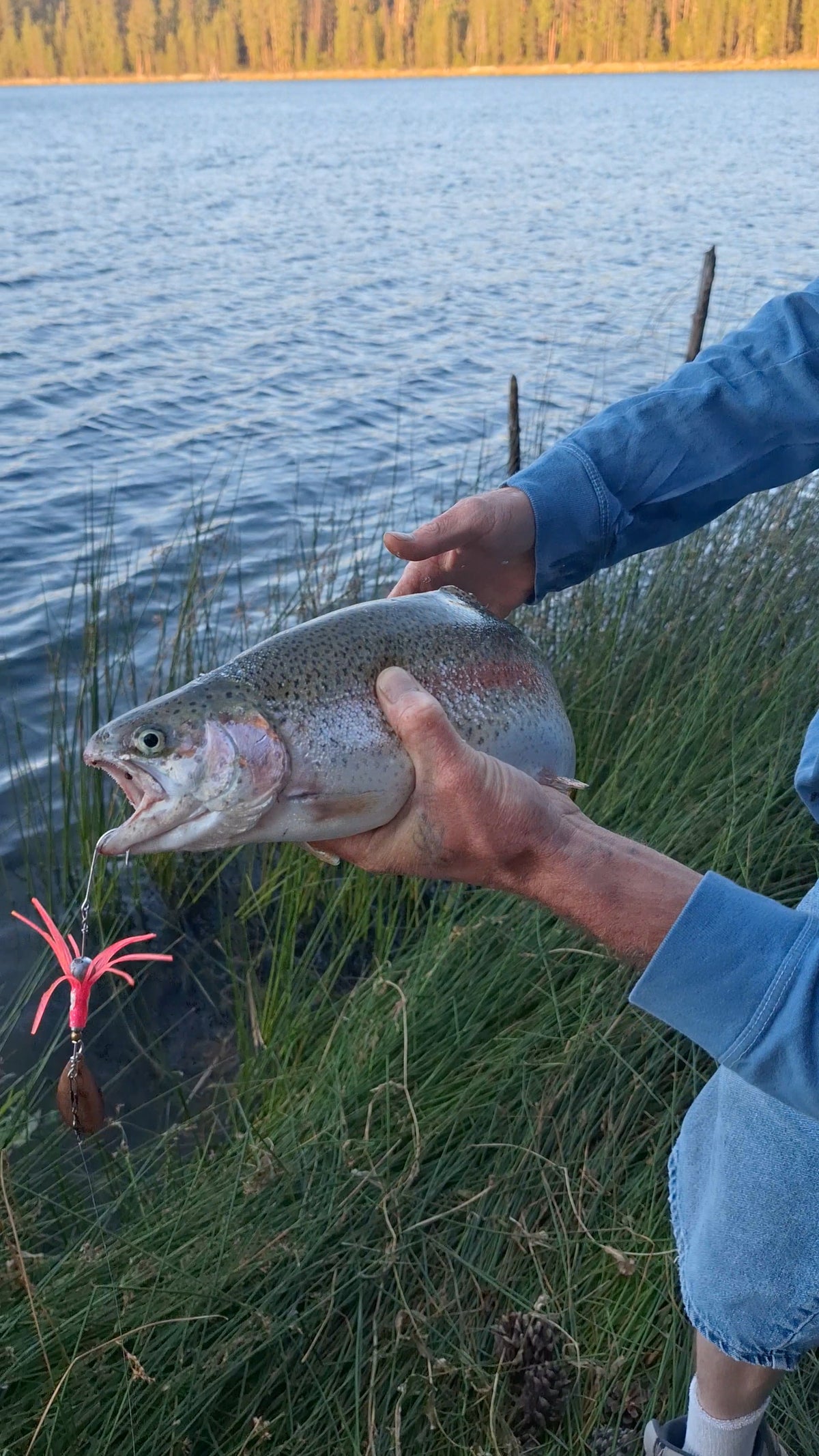 Pink Hoochie Lure